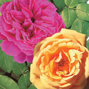 Coll. 2 rosiers Anglais parfumés Charlie Ausgreen, Fish Ausgreen ® - Willemse