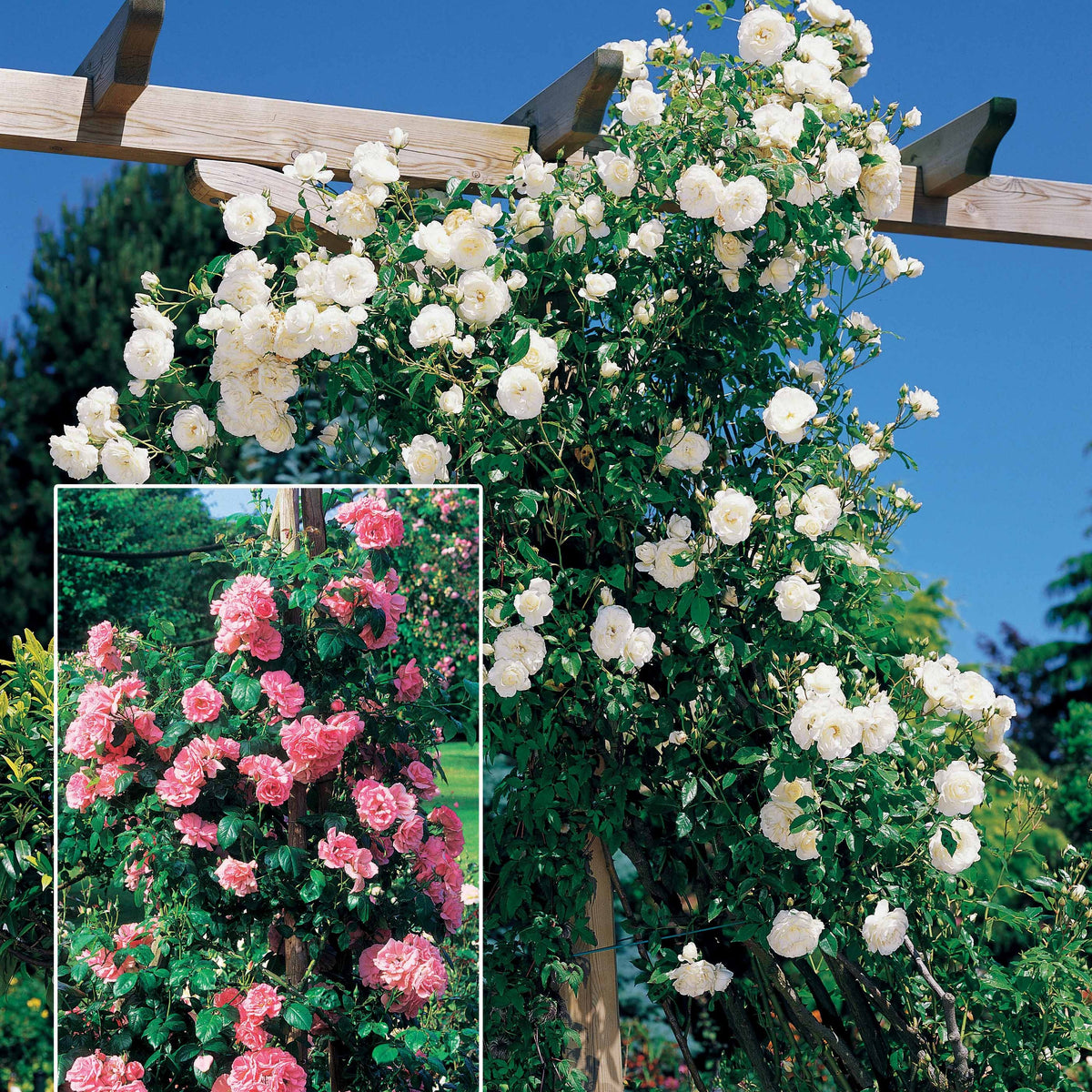 Collection 2 rosiers grimpants Jasmina+ Hella - Willemse