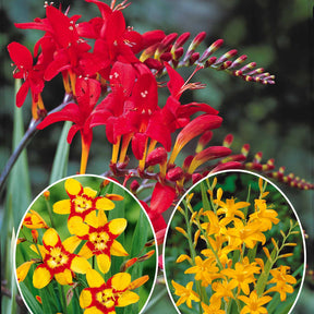 Collection de 45 Crocosmias (15 bicolores + 15 rouges + 15 jaunes) - Willemse