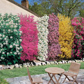 Collection Haie des quatre saisons- 18 arbustes EXTRA (3/5 branches) - Willemse