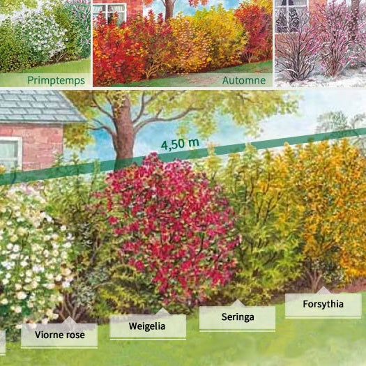 Collection Haie des quatre saisons- 18 arbustes EXTRA (3/5 branches) - Viburnum opulus roseum, viburnum bodnantense dawn, weigelia bristo - Willemse