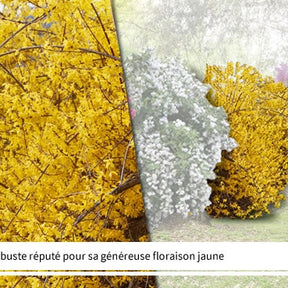 Collections d'arbustes - Collection Haie des quatre saisons- 18 arbustes EXTRA (3/5 branches) - Viburnum opulus roseum, viburnum bodnantense dawn, weigelia bristo