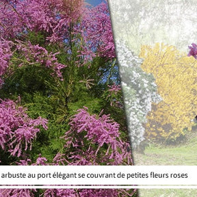 Vente Collection Haie des quatre saisons- 18 arbustes EXTRA (3/5 branches) - Viburnum opulus roseum, viburnum bodnantense dawn, weigelia bristo