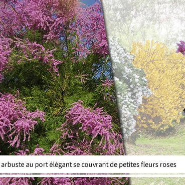 Vente Collection Haie des quatre saisons- 18 arbustes EXTRA (3/5 branches) - Viburnum opulus roseum, viburnum bodnantense dawn, weigelia bristo