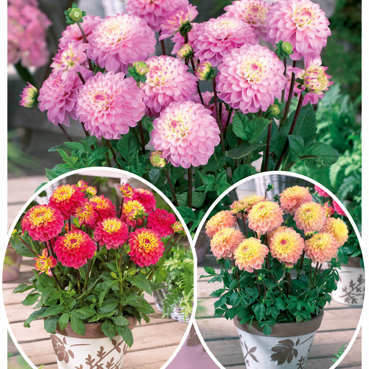 Coll 9 dahlias nains (3 Princesse Elisabeth, 3 Laetitia, 3 Gracia) - Willemse