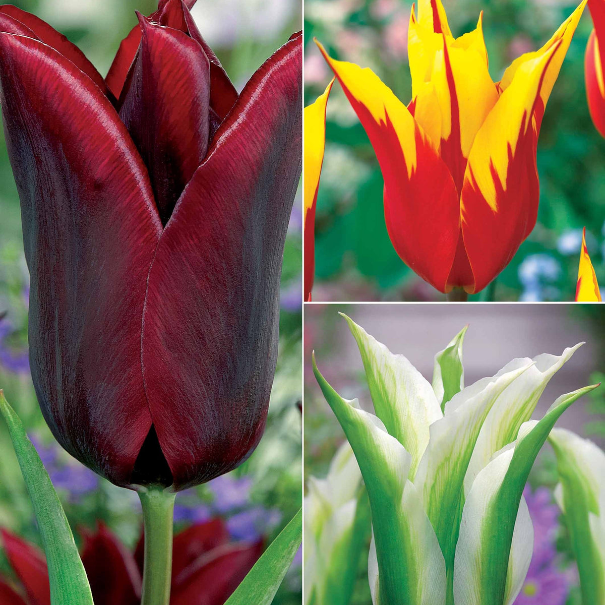 Coll. 30 tulipes fleur de lis :Aile de feu,Etoile verte,Amour eternel - Willemse