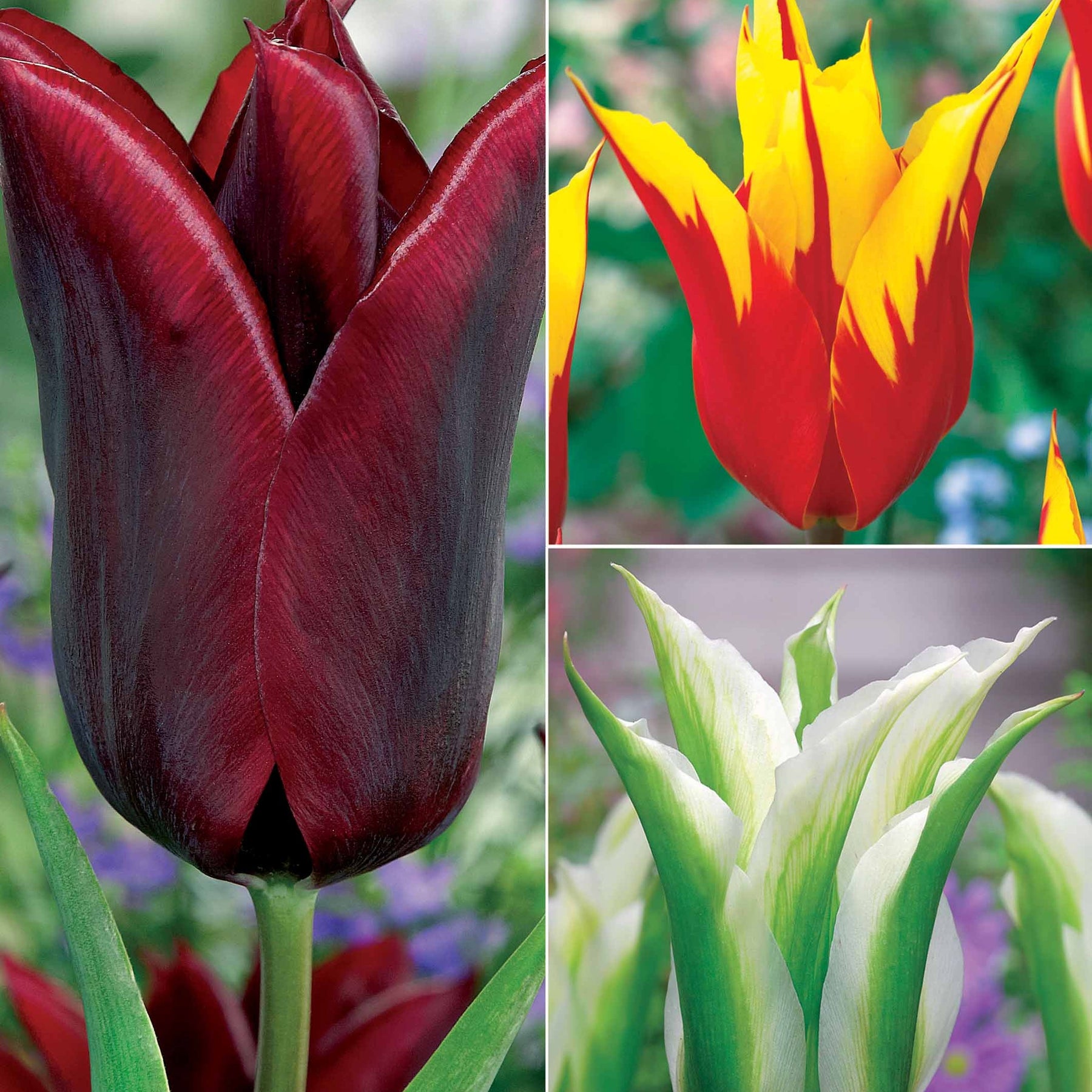 Coll. 30 tulipes fleur de lis :Aile de feu,Etoile verte,Amour eternel - Willemse