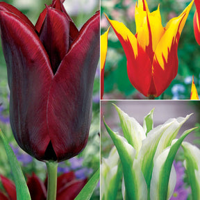 Coll. 30 tulipes fleur de lis :Aile de feu,Etoile verte,Amour eternel - Willemse
