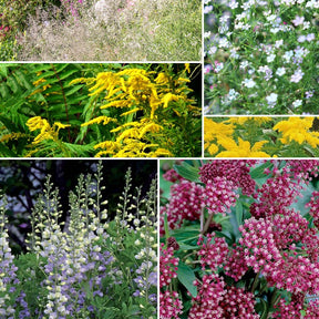 Collection de 12 plantes vivaces hautes pour bordures et bouquets - Willemse
