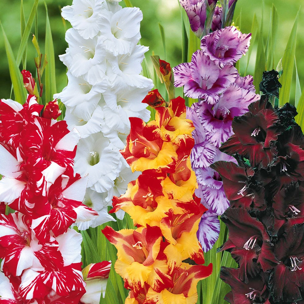 Collection de 50 Glaïeuls assortis - Gladiolus 'zizanie', 'stéréo', 'belle de nuit', 'p - Plantes