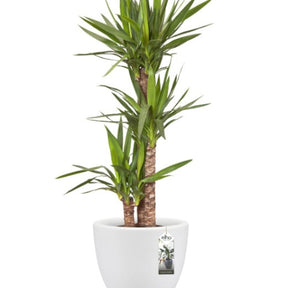 Pot Pure Soft Round blanc ELHO -  - Willemse