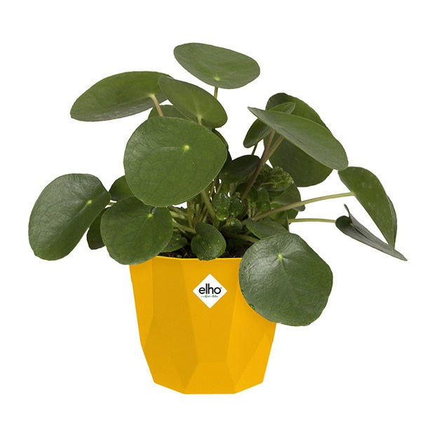 Cache-pots & Pots - Elho Cache-pot B for rock ocre - 