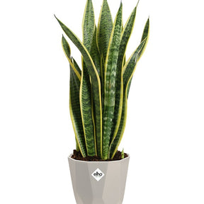 Cache-pots & Pots - Elho Cache-pot B for rock gris - 