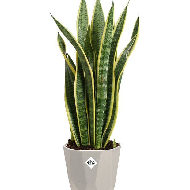 Cache-pots & Pots - Elho Cache-pot B for rock gris - 