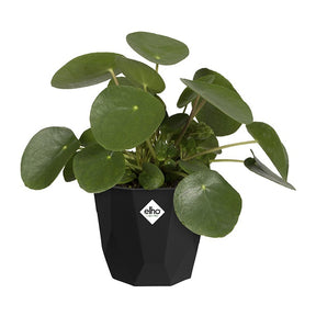  - Elho Cache-pot B for rock noir - Cache-pots & Pots