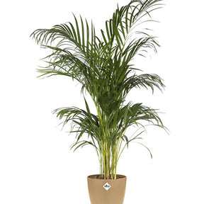  - Elho Cache-pot Brussels rond brun cookie - Cache-pots & Pots