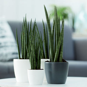 Cache-pot Brussels Round blanc ELHO