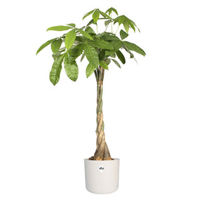 Cache-pot Brussels Round blanc ELHO - Cache-pots & Pots - Willemse