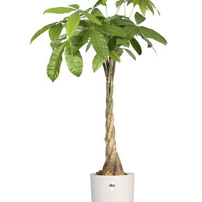 Vente Cache-pot Brussels Round blanc ELHO - 