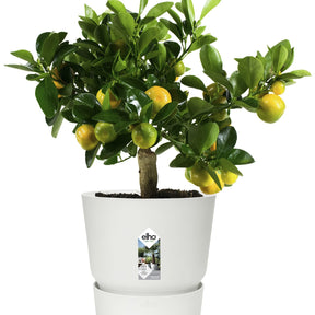 Pot de fleurs Greenville Blanc ELHO -  - Willemse