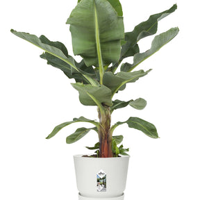  - Pot de fleurs Greenville Blanc ELHO - Pots vases suspensions et accessoires