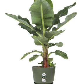  - Pot de fleurs Greenville Leaf green ELHO - Pots vases suspensions et accessoires