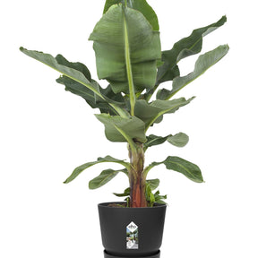 Pot de fleurs Greenville Living noir ELHO -  - Willemse