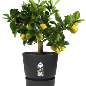  - Pot de fleurs Greenville Living noir ELHO - Pots vases suspensions et accessoires