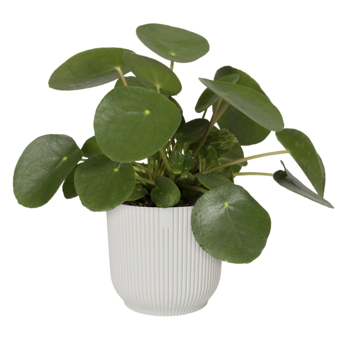Cache-pot Vibes fold Blanc soie ELHO -  - Willemse