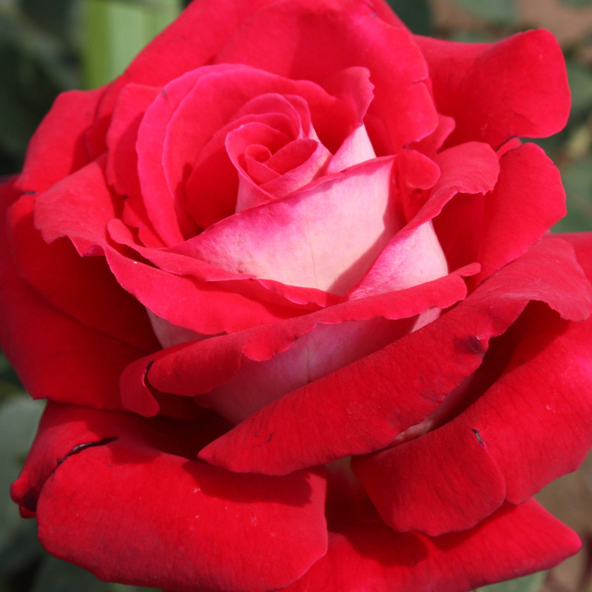 20 Rosiers buissons Osiria - Willemse