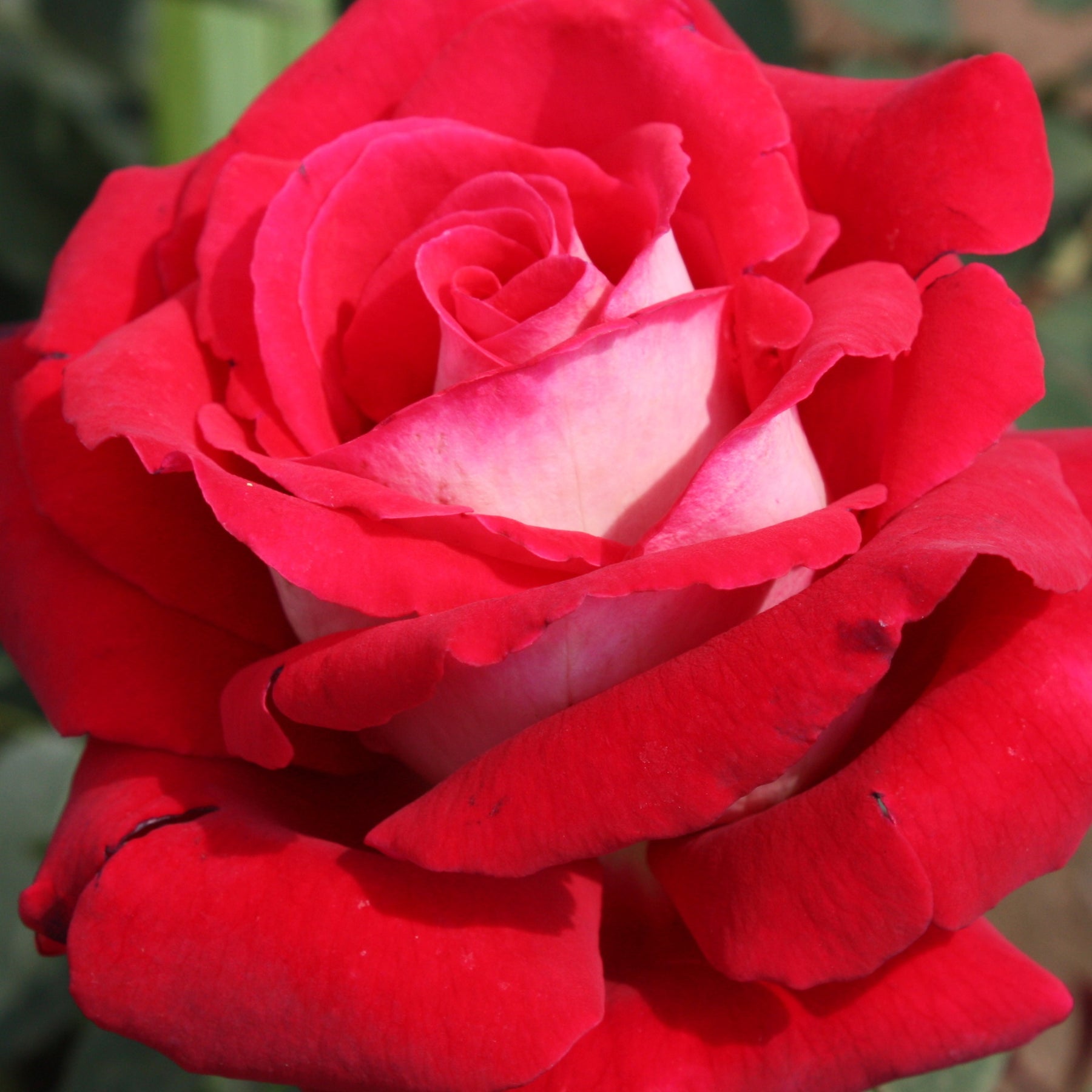 20 Rosiers buissons Osiria - Willemse