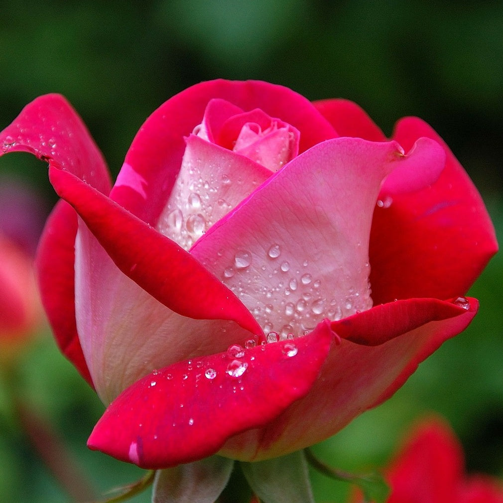 20 Rosiers buissons Osiria - Rosa osiria - Willemse