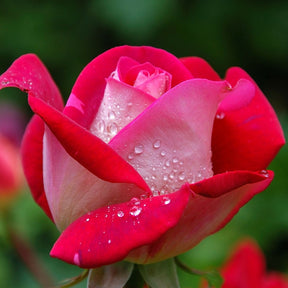 20 Rosiers buissons Osiria - Rosa osiria - Willemse