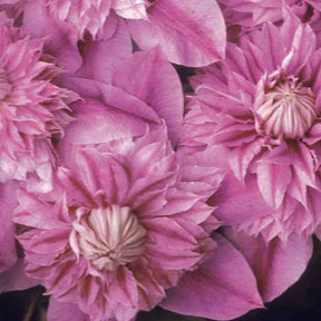 Clématite double Josephine - Clematis josephine - Plantes grimpantes