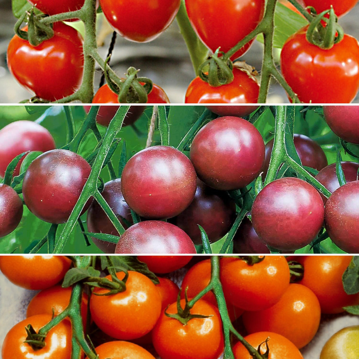 Collection de Tomates cerises - Collection tomates cerises - Potager