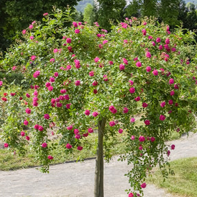 Rosier pleureur Excelsa sur tige - Rosa wichuraiana excelsa