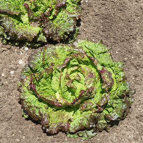 Salades - Collection de 3 salades Batavia - Lactuca sativa Blonde de Paris, Rouge grenobloise, Dorée de printemps