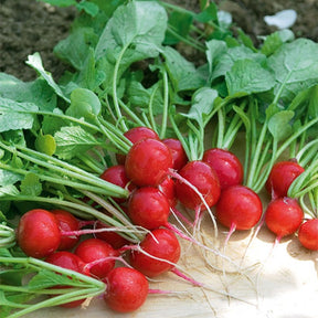 Radis Cerise - Raphanus sativus cerise - Willemse