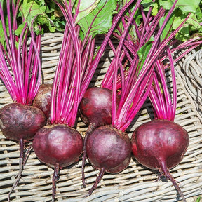 Collection betteraves rouges : D'Egypte(6g), De Detroit 2 (6g), Cylin - Collection de betteraves rouges : Egypte, Detroit, Cylindra - Betteraves rouges