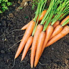 Collections de graines - Collection de 7 sachets de graines pour potager - 