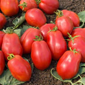 Tomate Roma VF - Solanum lycopersicum roma vf - Potager