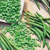 Haricot nain Flageolet Chevrier vert Flagrano - Willemse