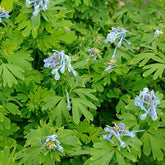 Corydalis Blue Line ® Couriblue - Willemse