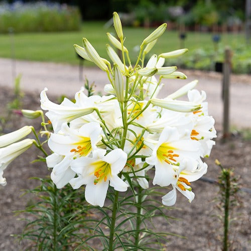 Lilium regale album - 3 Lis royaux blancs - Lis - Lys