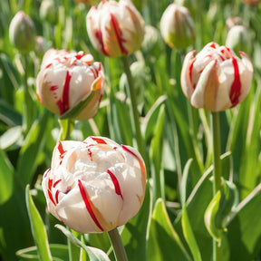 10 Tulipes à fleurs de pivoine Carnaval de Nice - Tulipa carnaval de nice - Plantes