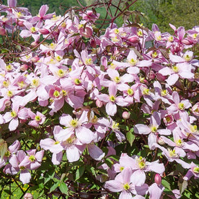Clématites - Clématite Mayleen - Clematis montana Mayleen