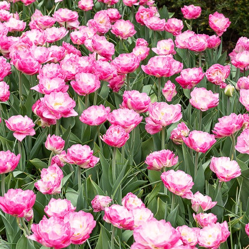10 Tulipes à fleur pivoine Pompon rose - Tulipa pink size - Bulbes à fleurs