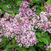 Lilas Prince Charmant - Willemse