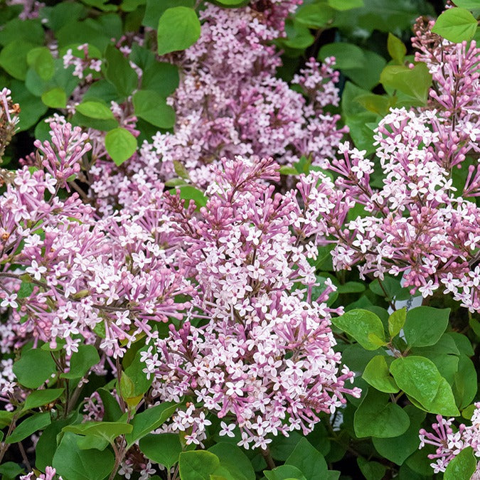 Lilas Prince Charmant - Syringa microphylla prince charming - Plantes