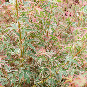 Erable Taylor - Acer palmatum taylor - Plantes